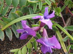 Oxytropis revoluta