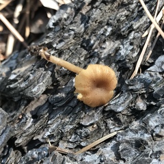 Pseudoomphalina