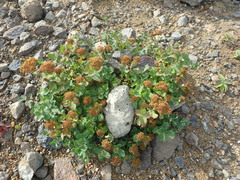 Spiraea beauverdiana