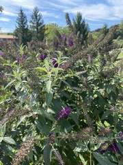 Buddleja