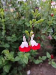 Salvia × jamensis