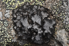 Umbilicaria cylindrica