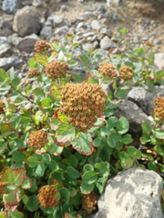 Spiraea beauverdiana