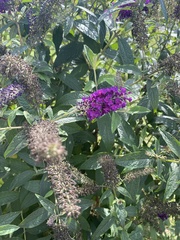 Buddleja
