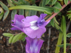 Oxytropis revoluta
