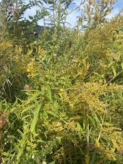 Solidago altissima