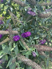 Buddleja