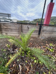 Phoenix canariensis