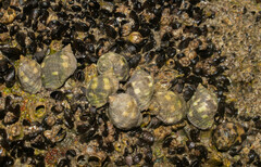 Acanthais brevidentata