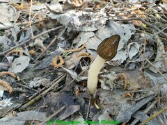Morchella semilibera