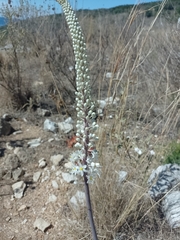 Drimia numidica