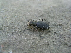 Cicindela duodecimguttata