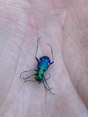 Cicindela sexguttata