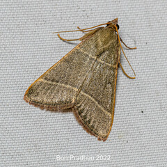 Hypsopygia