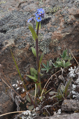 Myosotis asiatica