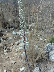 Drimia numidica