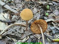 Conocybe ochrostriata