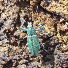 Naupactus auricinctus
