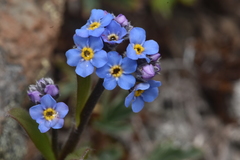 Myosotis asiatica