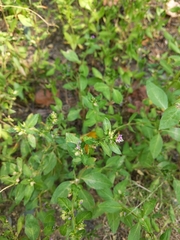 Cuphea carthagenensis