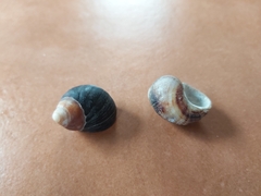 Melarhaphe neritoides