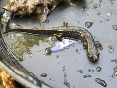 Desmognathus