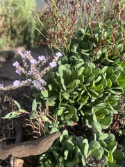 Limonium duriusculum