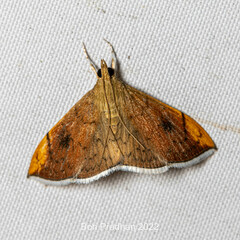 Hyalobathra coenostolalis