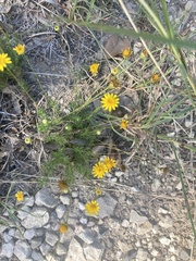 Thymophylla tenuiloba