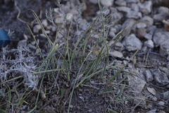 Helictochloa bromoides