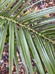 Phoenix canariensis