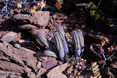 Euphorbia nesemannii