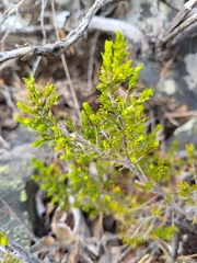 Erica arborea