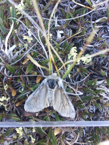 Arctic Woolly Bear Moth
