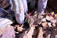 Euphorbia nesemannii