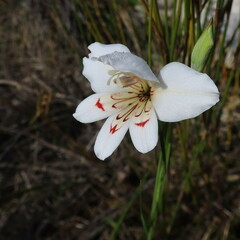Gladiolus debilis