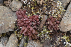 Sedum lanceolatum