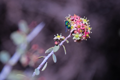 Gloveria integrifolia