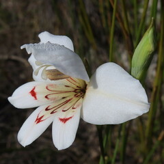 Gladiolus debilis