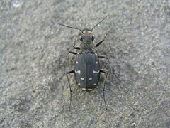 Cicindela duodecimguttata