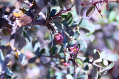 Gloveria integrifolia