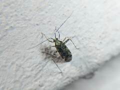 Phytocoris
