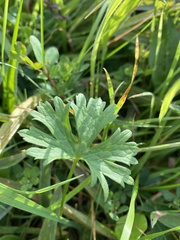 Geranium dissectum