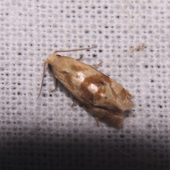 Cochylina