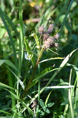 Saussurea denticulata