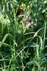 Saussurea denticulata