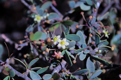 Gloveria integrifolia