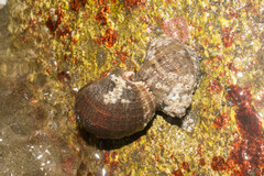 Stramonita biserialis