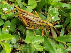 Romalea microptera
