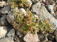 Spiraea beauverdiana